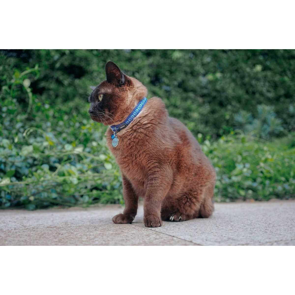 Dog Collar S556