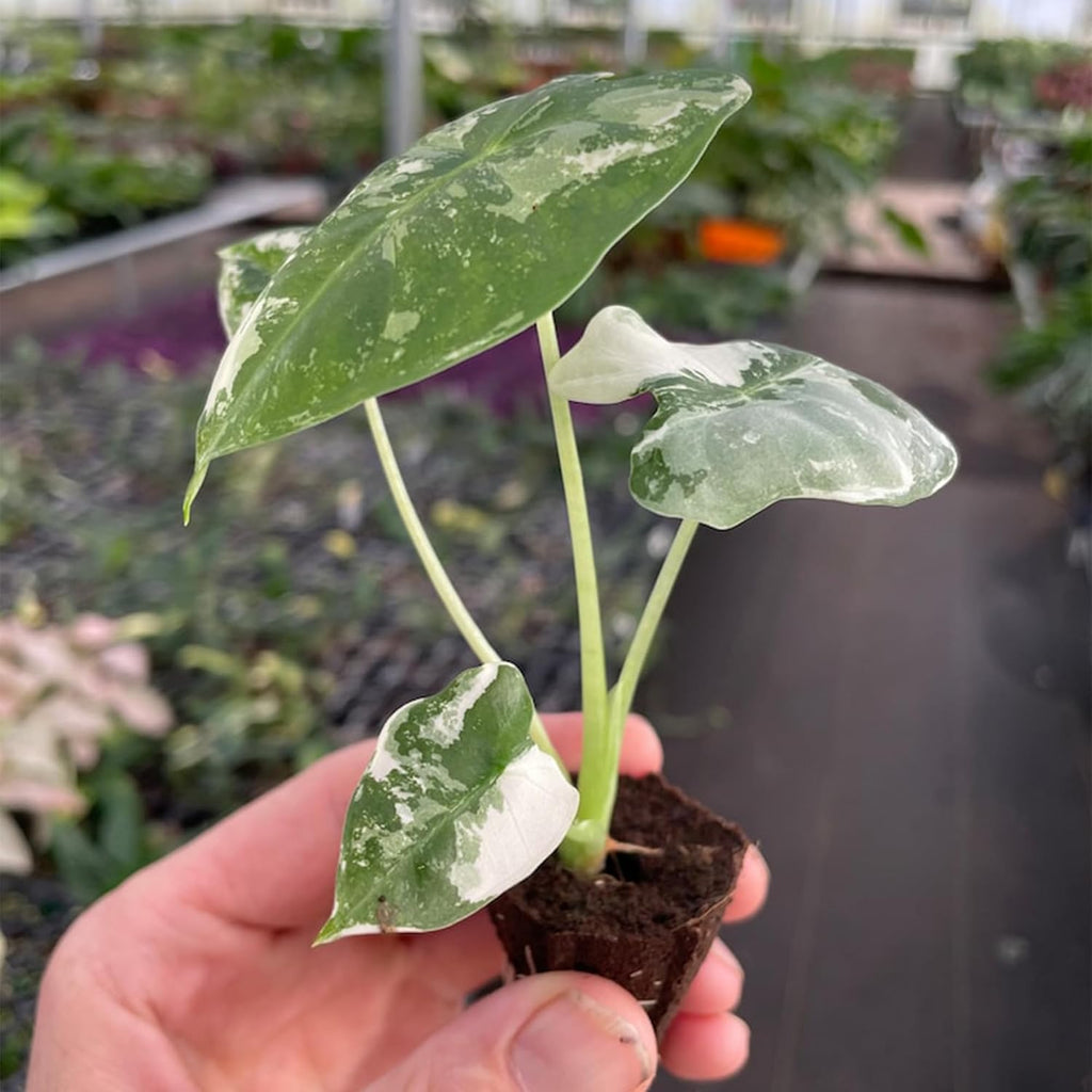 Variegated Alocasia Starter Plant M486
