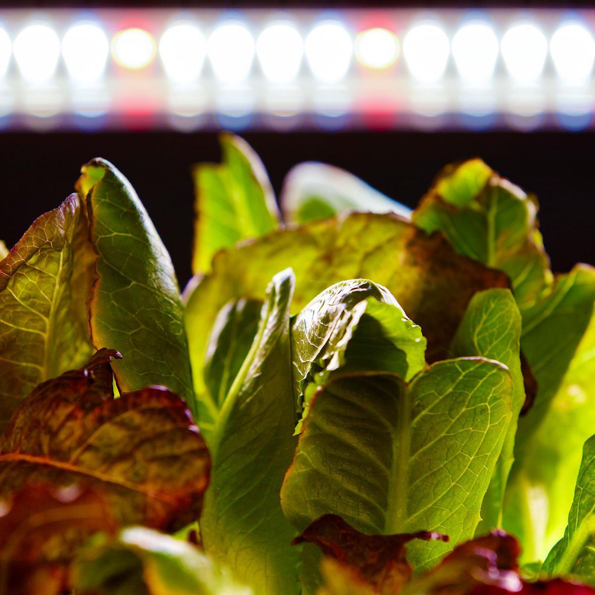 19 Watt 2 ft. Full Spectrum LED Grow Light J643
