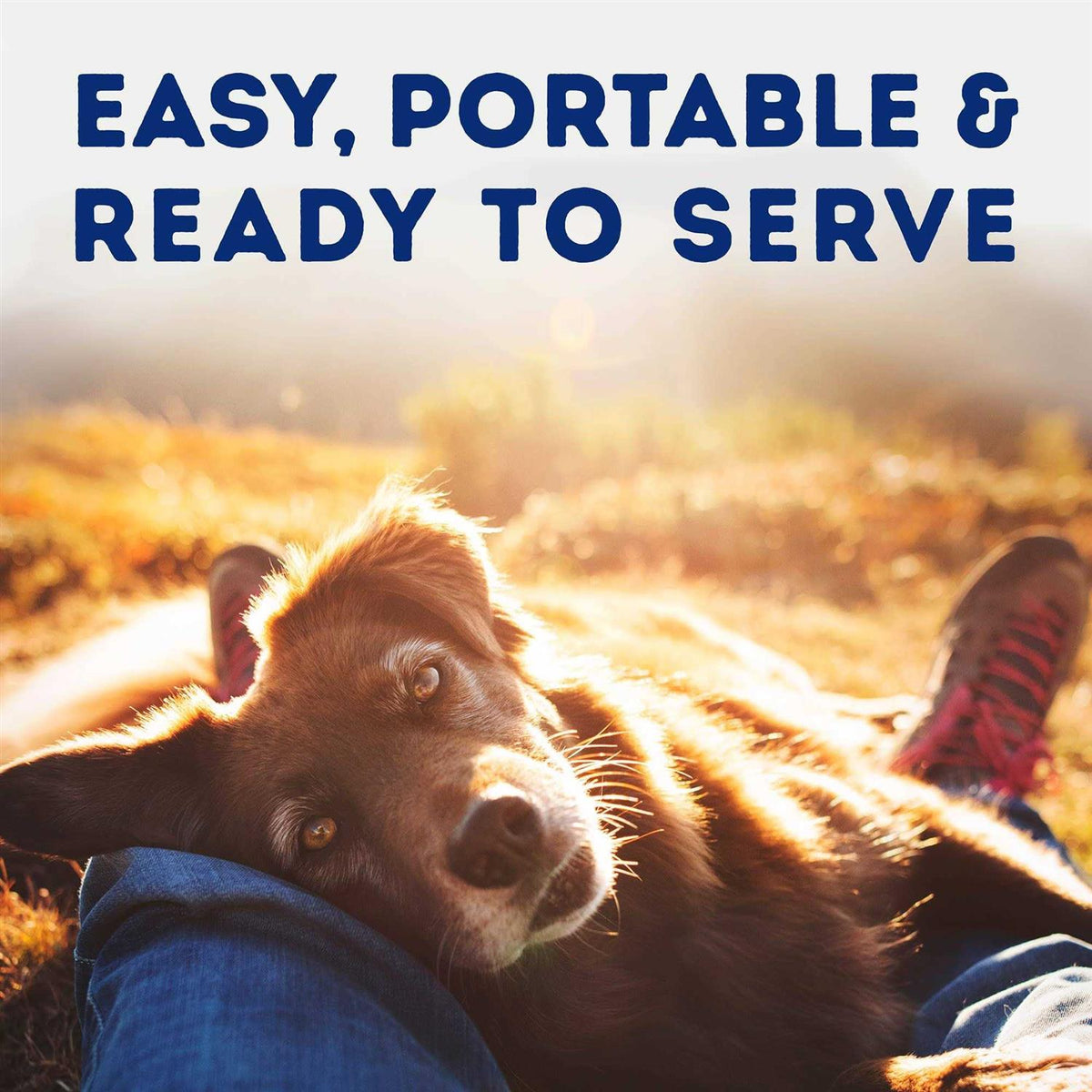 Savory Duck & Pumpkin Recipe Wet Dog Food X482