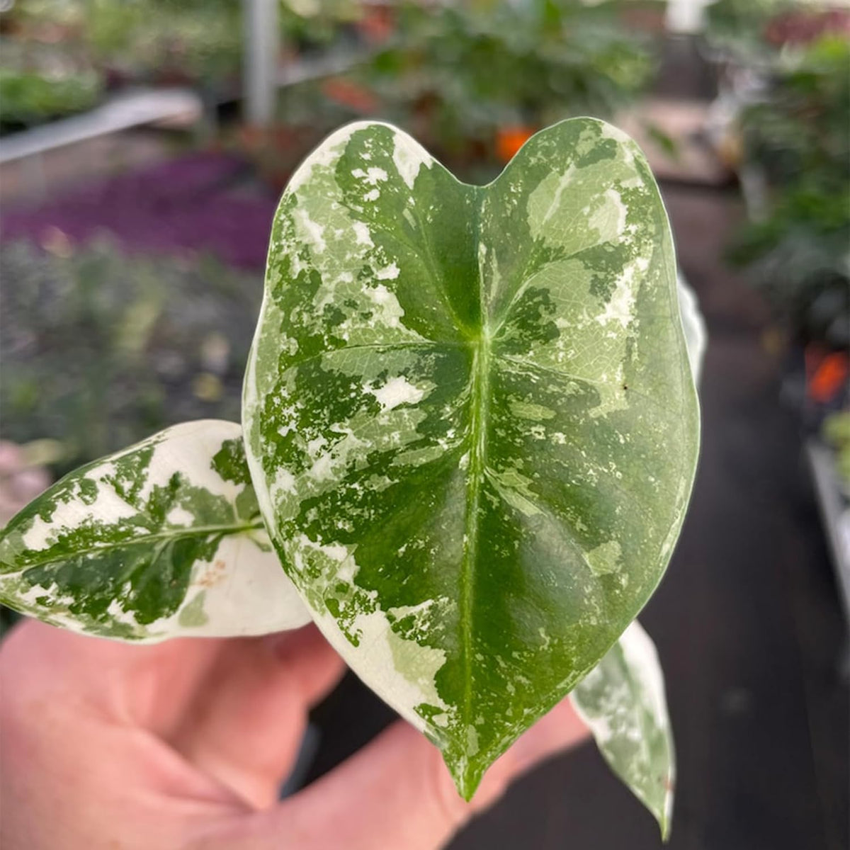 Variegated Alocasia Starter Plant M486