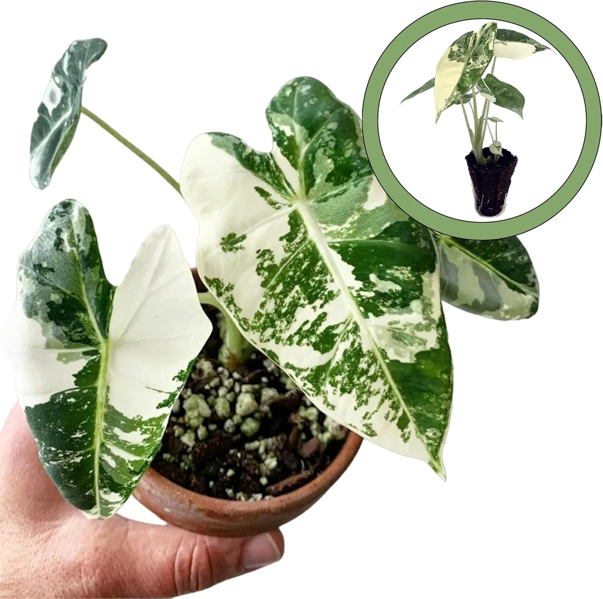 Variegated Alocasia Starter Plant M486
