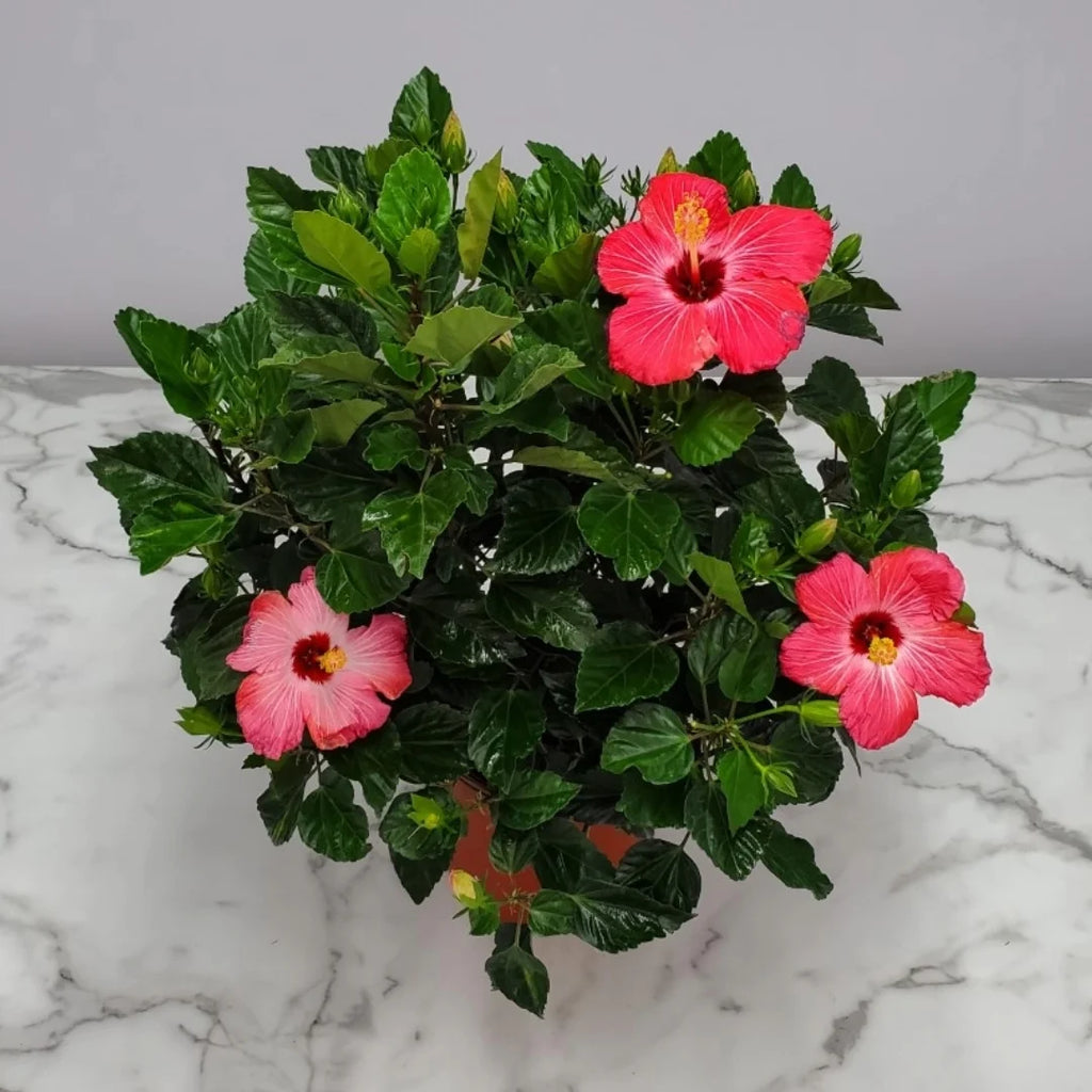 Pink Hibiscus Bush J26718