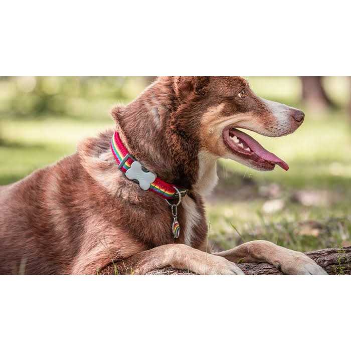 Bone Pet ID Dog Tag G7860
