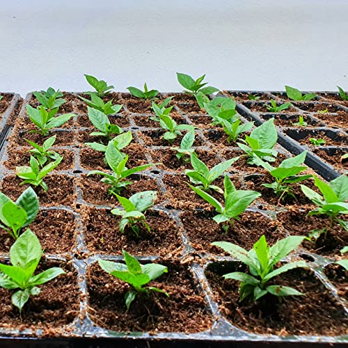 8 Pcs Organic Coco Coir Bricks D86048