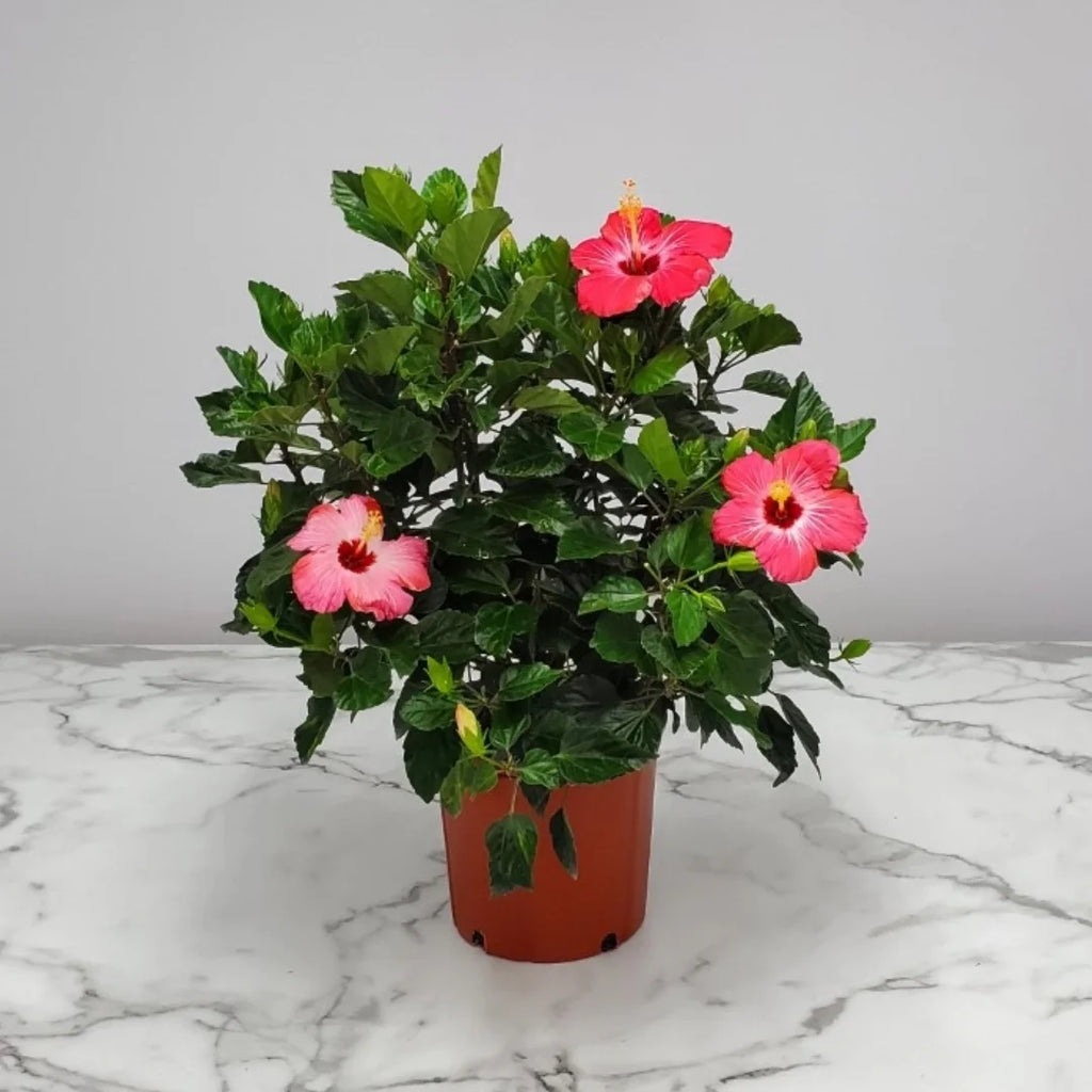 Pink Hibiscus Bush J26718