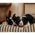 Vintage Stripe Envelope Dog Bed A401088