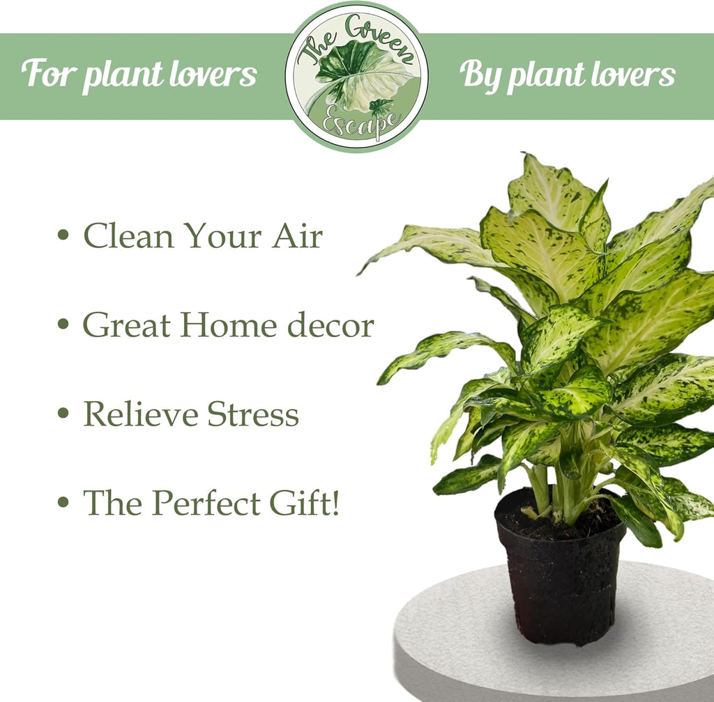 Variegated Alocasia Starter Plant M486