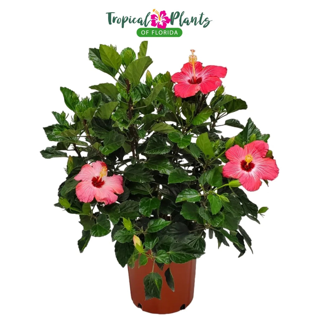 Pink Hibiscus Bush J26718