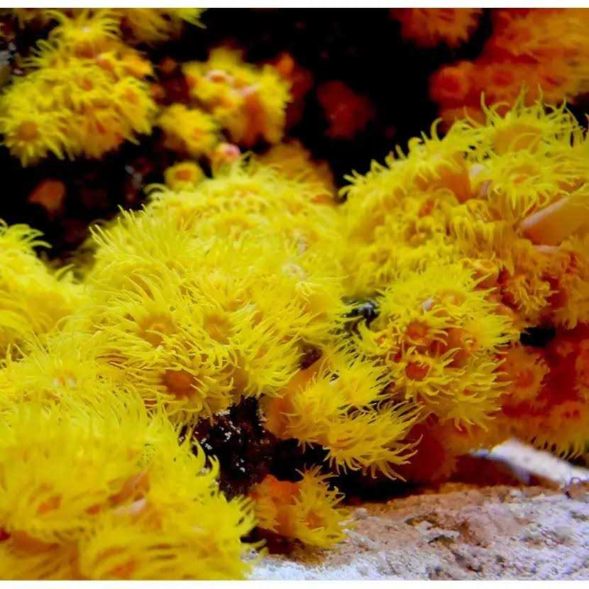 Reef Iodide V95593