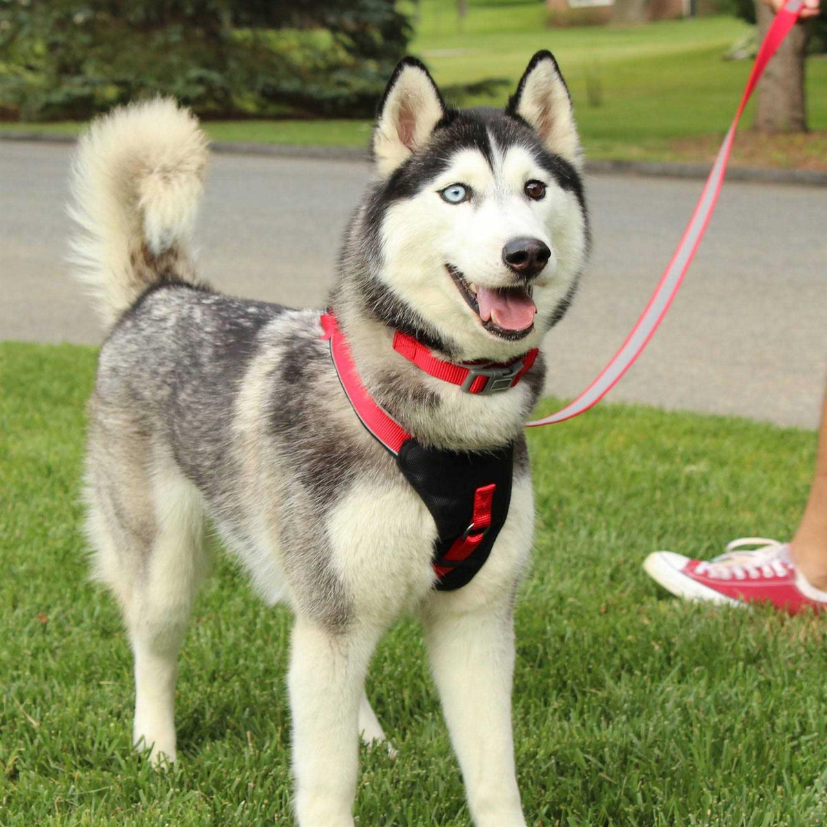 Reflective Step-in Dog Harness M6302