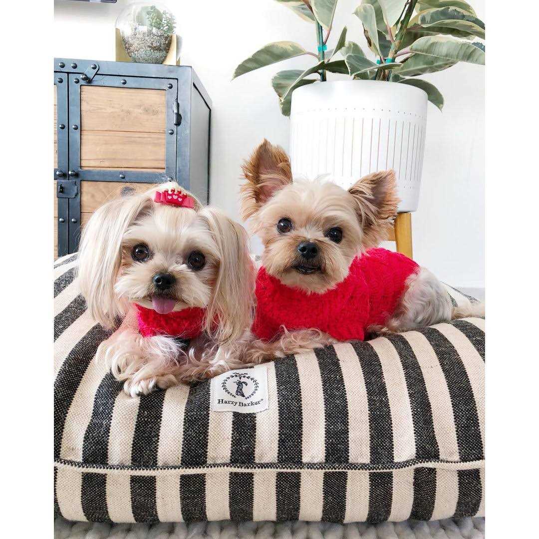 Vintage Stripe Envelope Dog Bed A401088