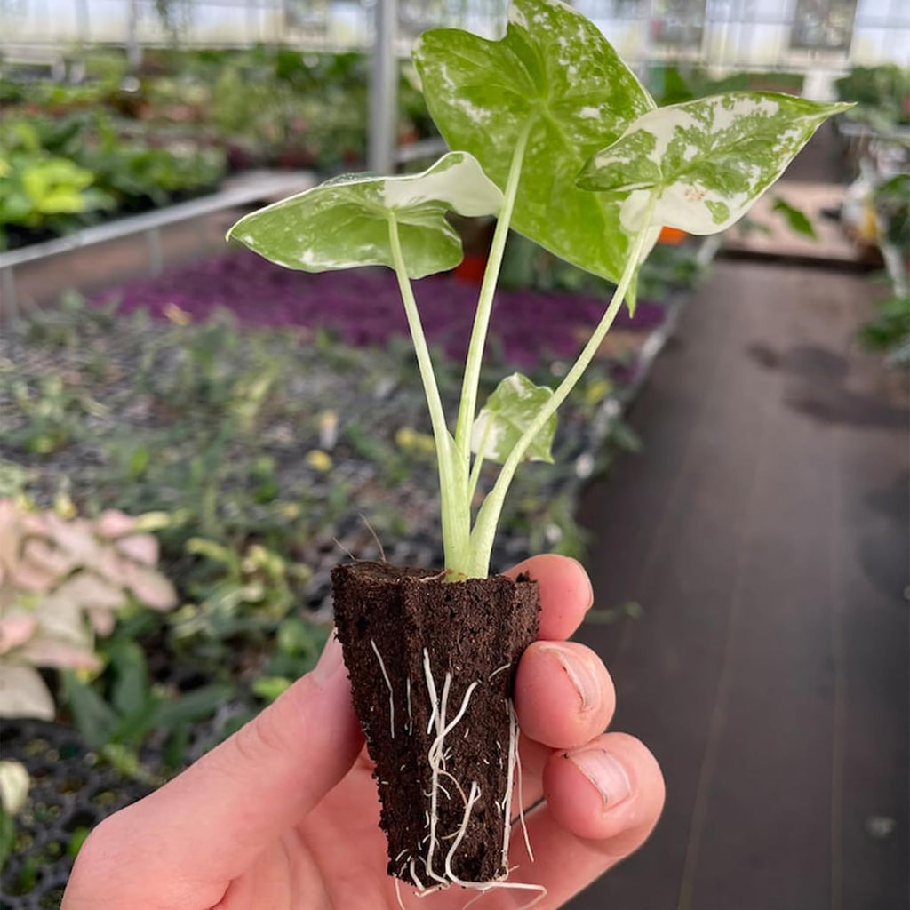 Variegated Alocasia Starter Plant M486