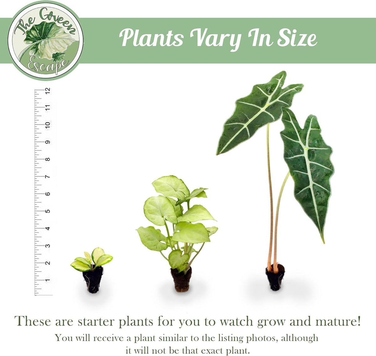Variegated Alocasia Starter Plant M486