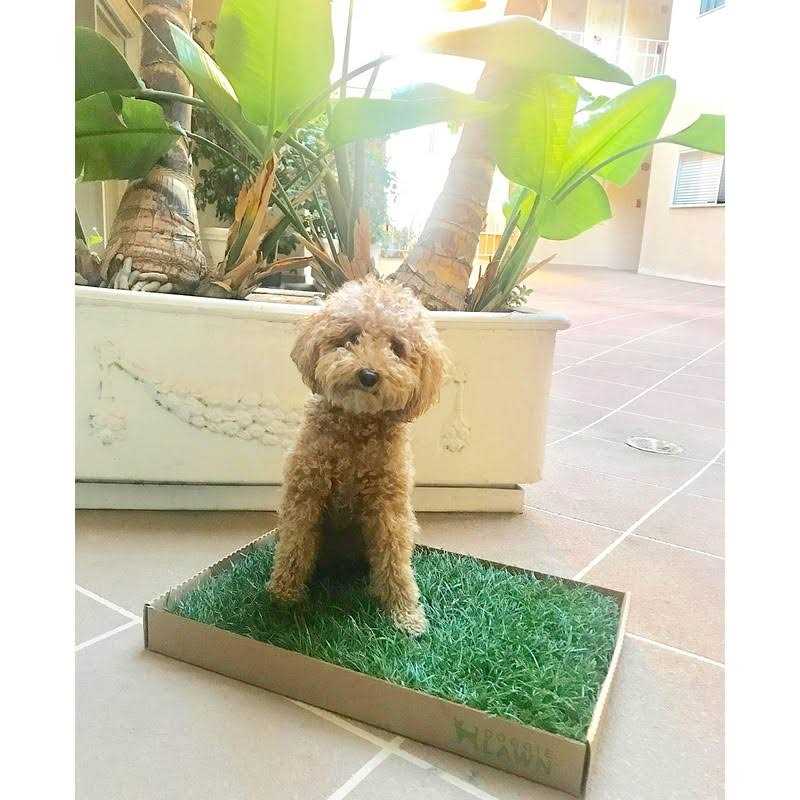Real Grass Puppy Pee Pads A41669