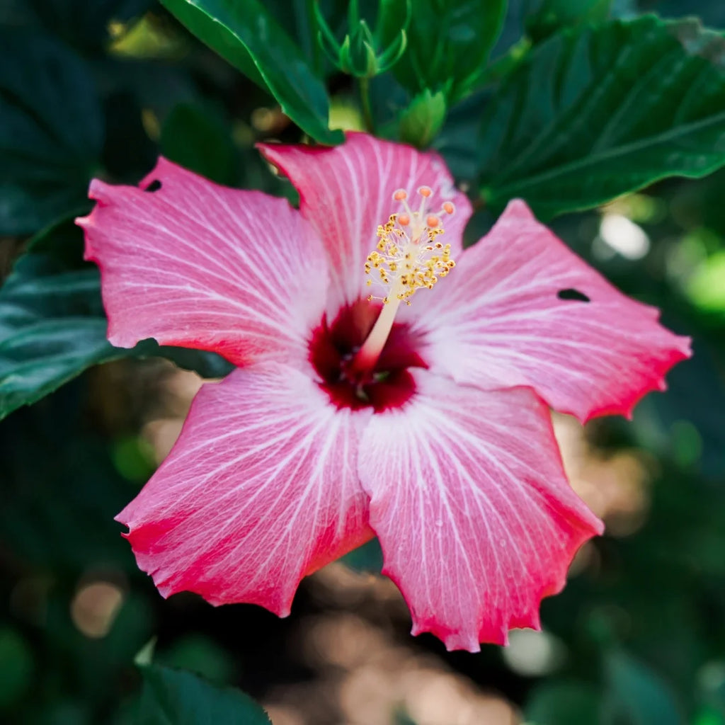 Pink Hibiscus Bush J26718