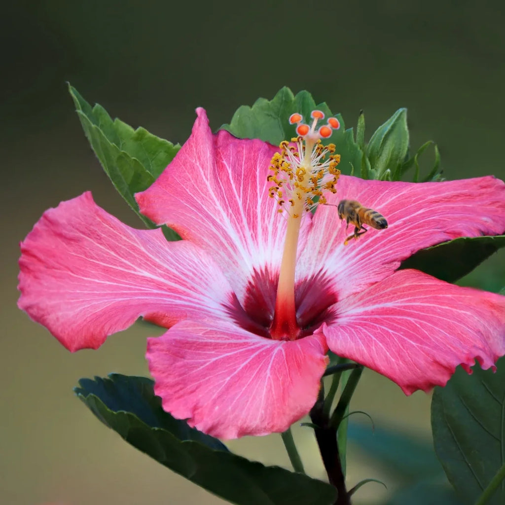 Pink Hibiscus Bush J26718