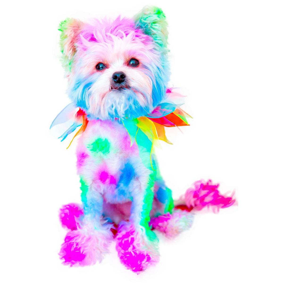 Semi Perm Coat Color Shampoo for Dogs C367